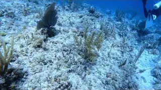 Scuba Diving Coco Cay