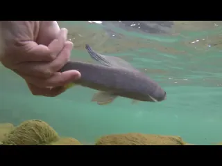 BEST Outdoor Boys videos from 2017