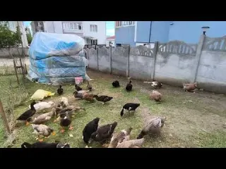 ÖRDEKLERİMİZ BÜYÜYOR DAMIZLIK ÖRDEK İSTEYENLERE SATIŞIMIZ