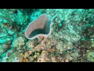 CLIP Dive 131 Brittle Sponge Star Inside Vase Sponge