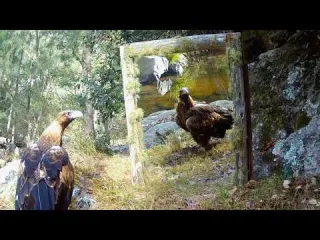 When Wildlife Reacts to a Mirror Australia