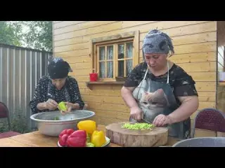 Harvesting Fresh Tomatoes Cucumbers Peppers Eggplants