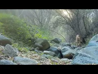 A Male Mountain Lion Hot On The Trail Of Some Deer In The