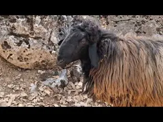 Jahangir s attempt to take the sheep to the mountains for