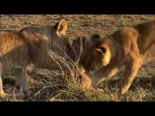 Older cubs meet their new siblings