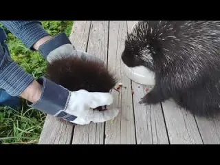 Angry baby porcupine throws tantrum falls off deck