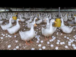 Harvesting Duck Eggs How to Raise Ducks for Eggs at Home