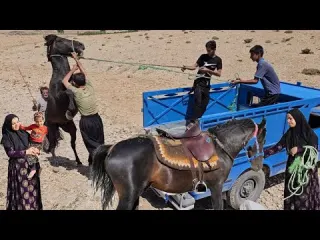 Meet the Newest Family Member DENA Nomads Purchase a Horse