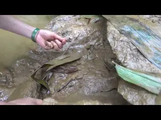 Wild Fishing Super technology catch fish Fishing techniques