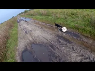Охота как в тире НА УТКУ с подхода