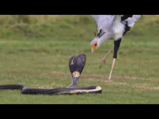 When a Cobra Meets Its Worst Match You Won t Believe the