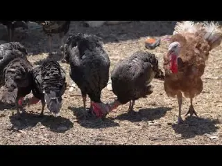 Çiftlikte Yaşam ve Mandalar Belgesel 4K