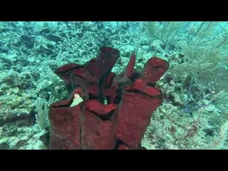 CLIP Dive 131 Sponge Cluster Virginia s Wall 2 23 26 4k
