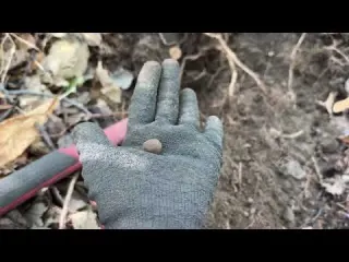 WWI Grenade While Metal Detecting in Italy S I P E