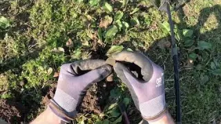 Unerlaubte Dinge auf dem Feld des Bauern treiben Höhen und