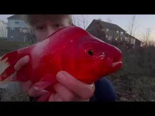 GIANT PET GOLDFISH have TAKEN OVER this Pond Sight Fishing