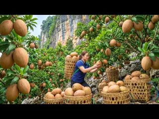 Harvesting Giant Sapodilas Thousands Of Soursops Ready For