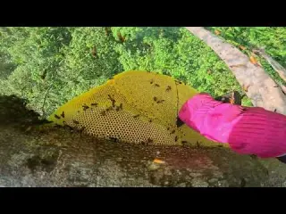 Giant Wild Honeycomb Hunt Harvesting 3 Giant Honeycombs
