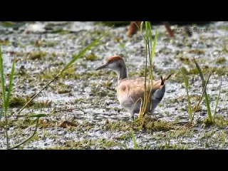 জল ময র র ছ ন Pheasant tailed jacana juvenile