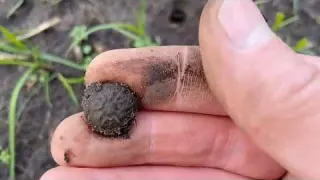 Metal Detecting in the Netherlands NR 65