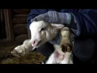 VILLAGE FARM IN WINTER ASMR sounds winter in the village in