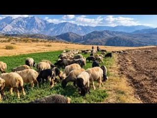 The Flock Grazes the Zagros Hills Real Nomadic Life in