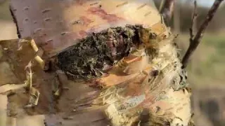 What did we Find Hidden Inside this Huge Victorian Jar