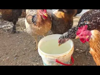 Como Curar una Gallina Enferma Antes de que Sea Tarde