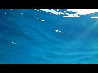 Yemimizin Önüne Kamera Takıp Denize İndirdik