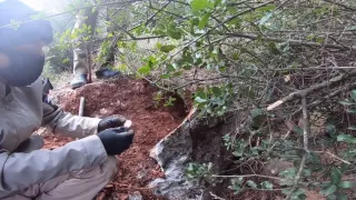 Kayının İçinden Define Parçaları Çıkıyor