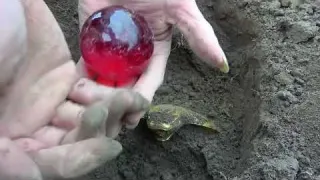 The man is so lucky to find an unexpected treasure when he