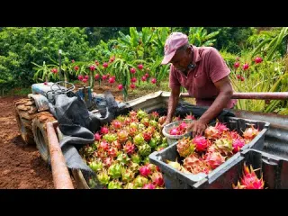 Years Old Man Harvest Acres of Organic Dragon Fruit