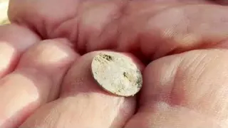 Diese Idee hatte unerwartete Folgen beim Sondeln mit Hund