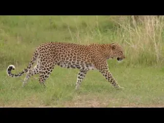 African Savannah Survival at a Price FULL EPISODE Wildlife