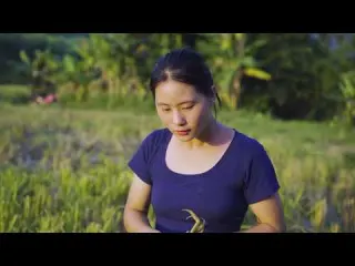 Harvesting Many Hybrid Catfish Goes to Market Sell Harvest