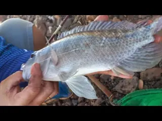 Pescaria com dica de como pescar tilapia selvagem e nativa