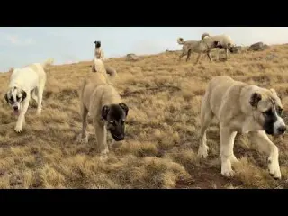 EKSİK TAŞLAR TAMAMLANIYOR Yağmur Ve Sis