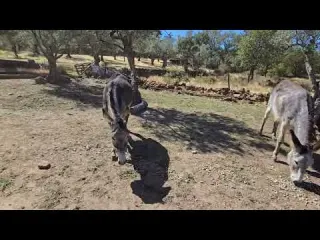 Qué susto me acabo de dar están los animales revueltos