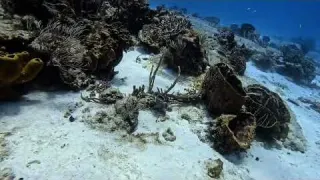 Scuba 507 12 Diving Cozumel