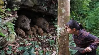 A Wild Boar Den Found in the Wilderness Surviving Alone in