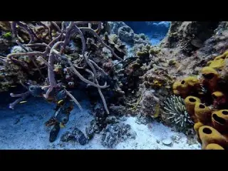 Scuba diving Cozumel Mexico