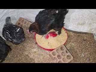 Cosas que no sabias de la reproducción de gallinas