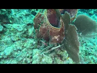 CLIP Dive 131 Longspine Squirrelfish Virginia s Wall 2 23