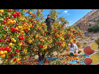 Harvesting wild hawthorn Mountain survival skills hard work