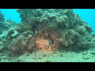 Moray in the coral at Koloa Landing Kauai August