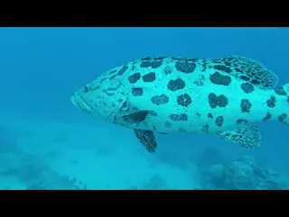 Great Barrier Reef Face to Face with Giant Potato Cods at