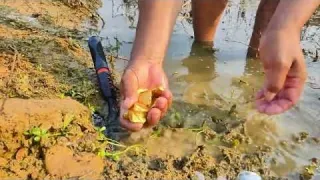 Digging Up Pure Gold Nuggets Underground