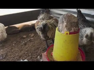 Gana tu propio dinero hoy mismo con 8 gallinas