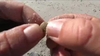 Gold on the Beach metaldetecting