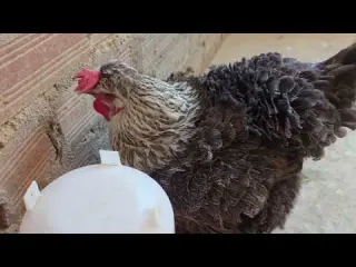Si no quieres fracasar con las gallinas debes saber esta